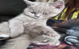 British Shorthair cats for sale: Beautiful lilac British shorthair  - Image 3