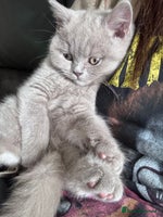 British Shorthair cats - Advert 11