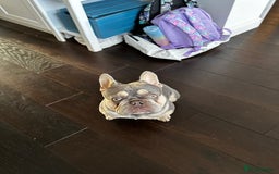 French Bulldog dogs for sale: Adorable 1-Year-Old French Bulldog – KC Registered - Image 4