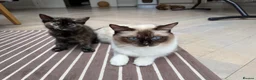 Mixed Breed cats for sale: 2 Gorgeous Cross Kittens Looking for Loving Homes - Advert 3