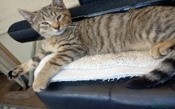 York Chocolate cats for sale: Very cute cats who needs to go to home! - Image 3