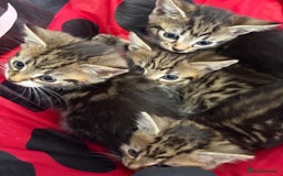 Mixed Breed cats for sale: European shorthair tabby cross kittens available.  - Image 22