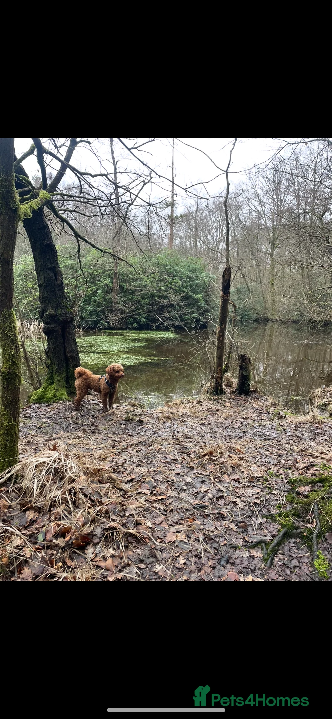 Cavapoochon dogs for stud: Red Cavapoochon Stud - Advert 11