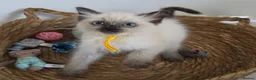 Ragdoll cats for sale: GCCF REGISTERED PEDIGREE RAGDOLL KITTENS  - Advert 3