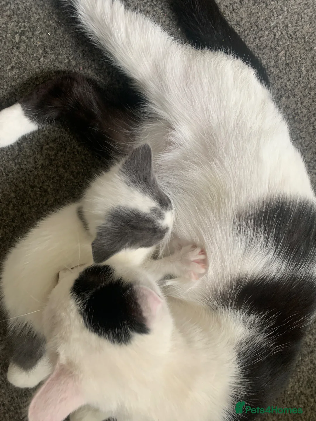 Mixed Breed cats for sale: 2 gorgeous kittens ready now!🩶🤍✨ - Advert 10