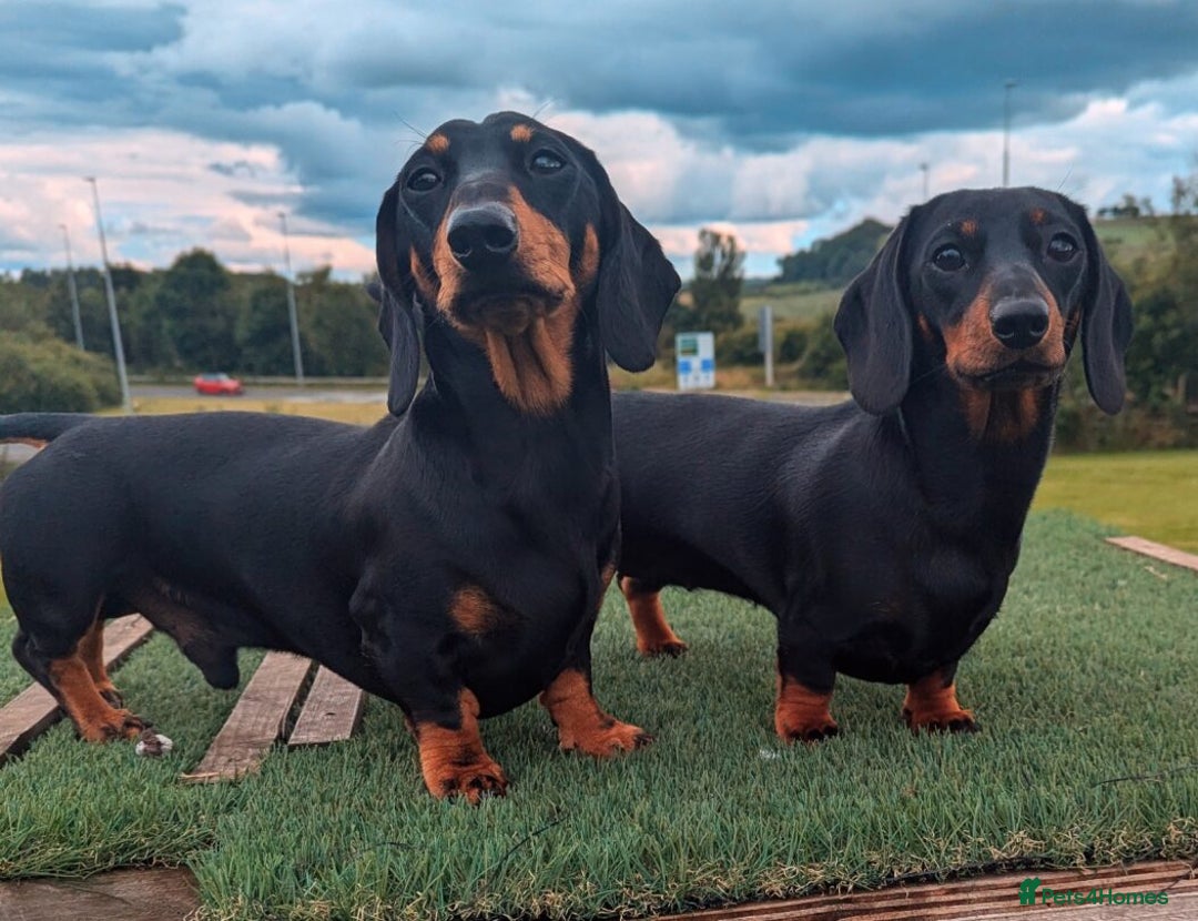 Miniature Dachshund dogs for sale: Miniature Smooth Dachshund Puppies - Image 3