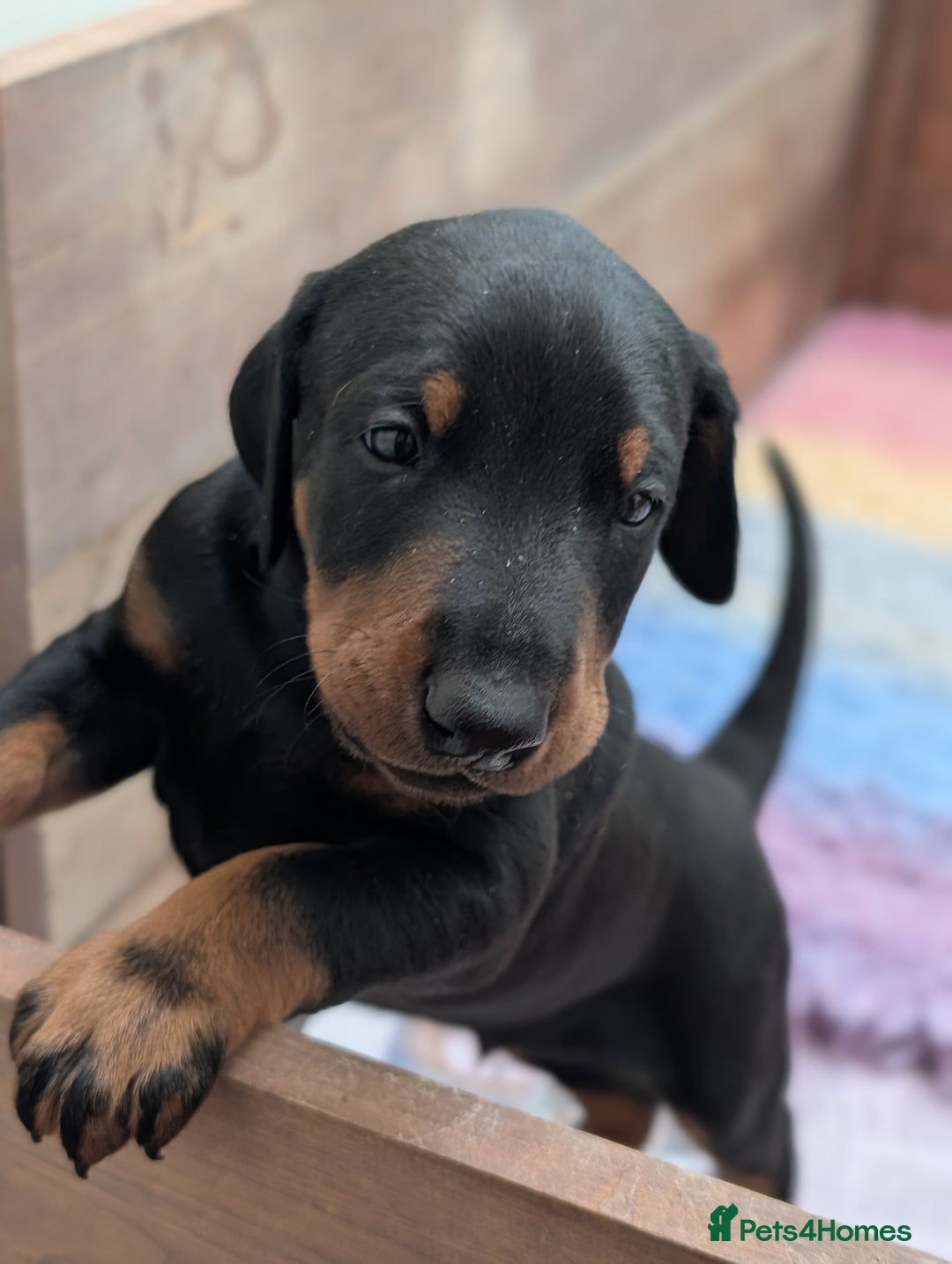Dobermann dogs for sale: Dobermann Puppies - Image 2