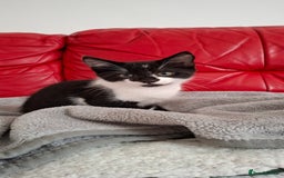 Mixed Breed cats for sale: Playful kitten looking for home - Image 5