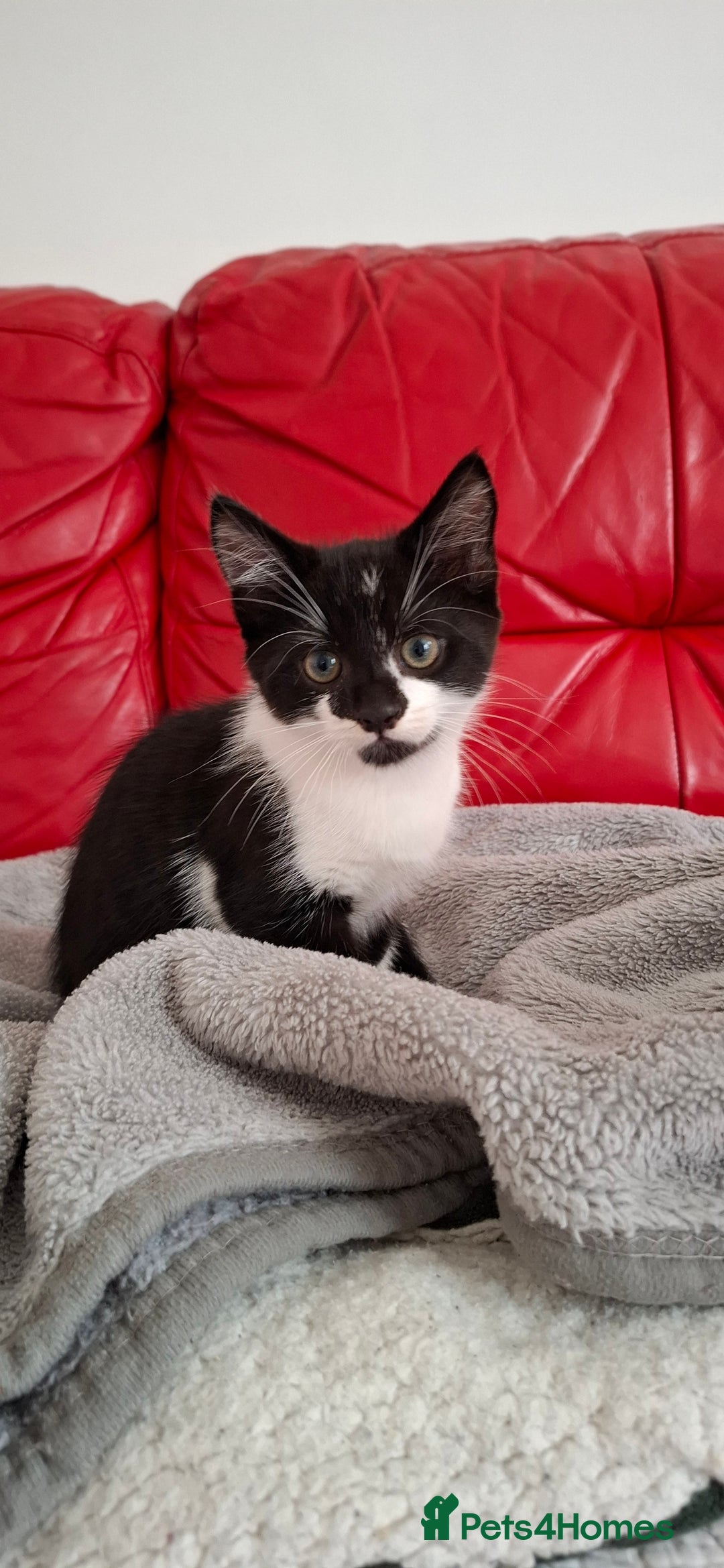 Mixed Breed cats for sale: Playful kitten looking for home - Image 5