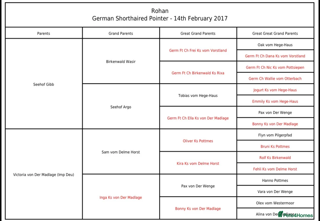 German Shorthaired Pointer dogs for stud: Pedigree GSP for stud - Advert 2