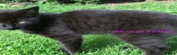 British Shorthair cats for sale: 3 Black/ghost tabby kittens - Advert 11