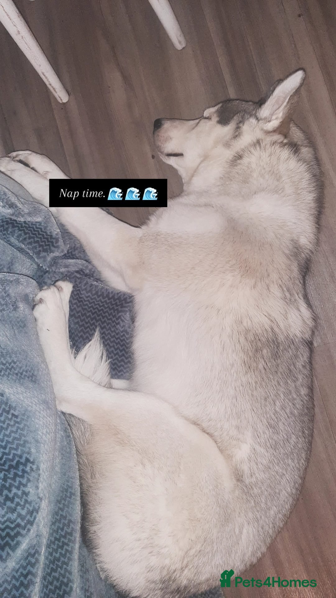 Siberian Husky dogs for sale: Beautiful husky boy for sale - Advert 4