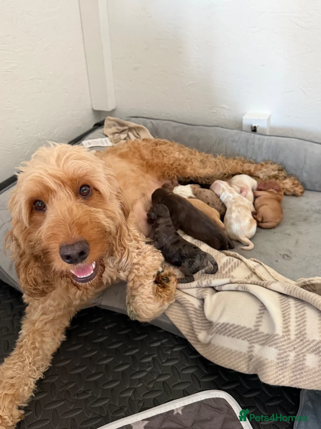 Cockapoo dogs for sale:  cockapoo litter f2 in Scunthorpe - Advert 1