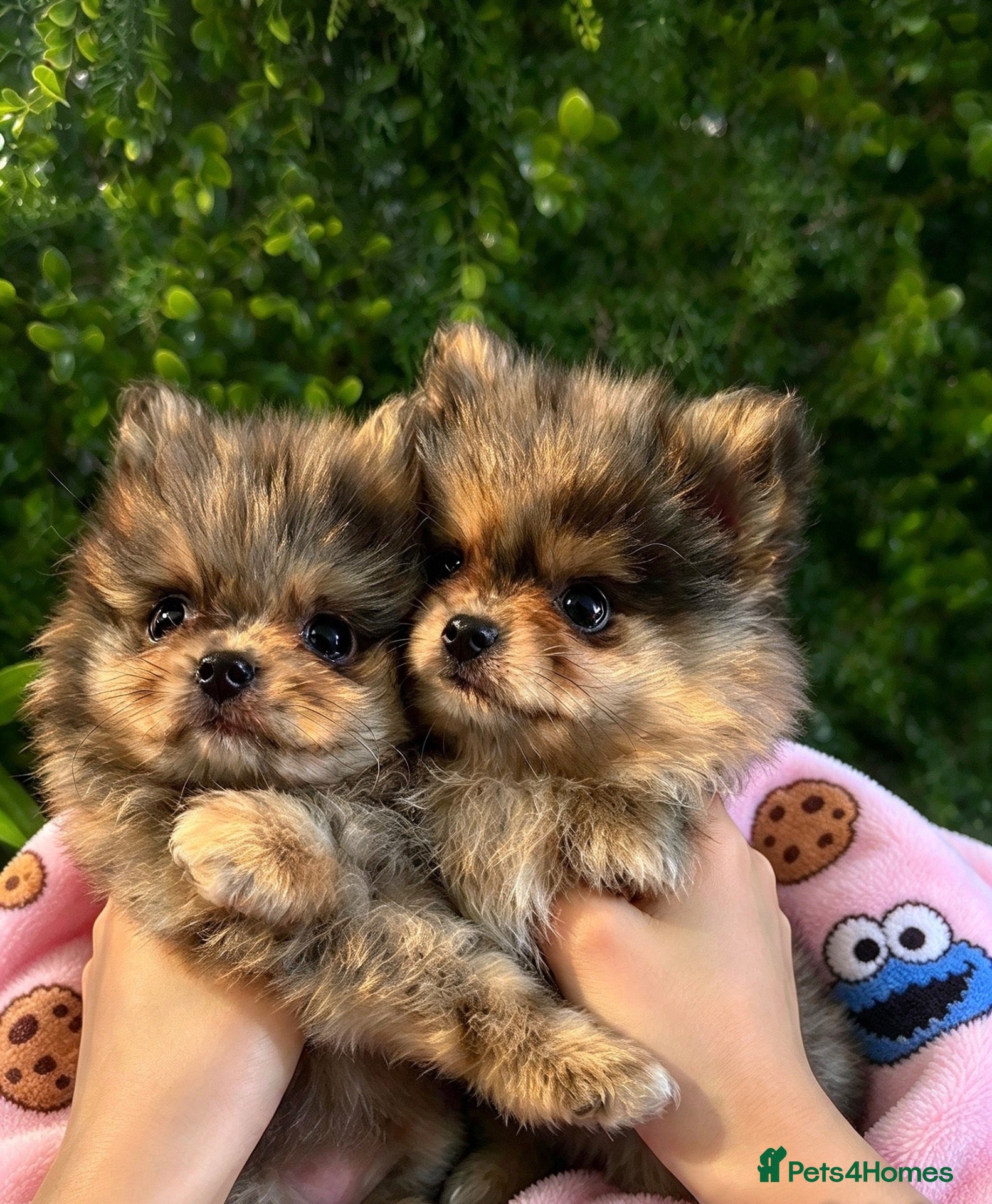 Pomeranian dogs 👀2 🐶 Left  ✨Four Mini Little Gems💎🐾🐶✨💜🧡🩶🤎 - Advert 1