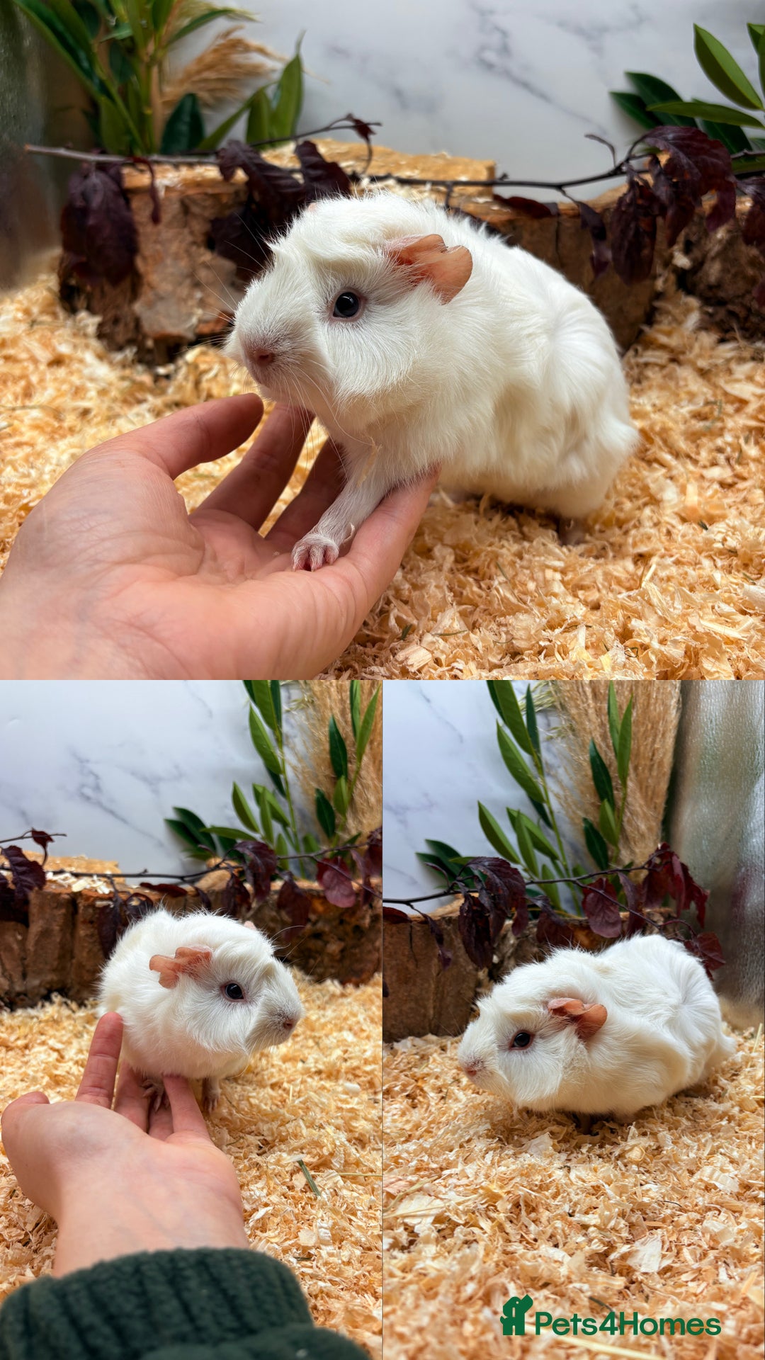 Guinea Pig rodents for sale: ✨Baby Guinea Pigs Available Girls ✨💗 - Image 4
