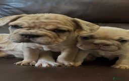 French Bulldog dogs for sale: Beautiful Frenchie babies-4 weeks free insurance - Image 12