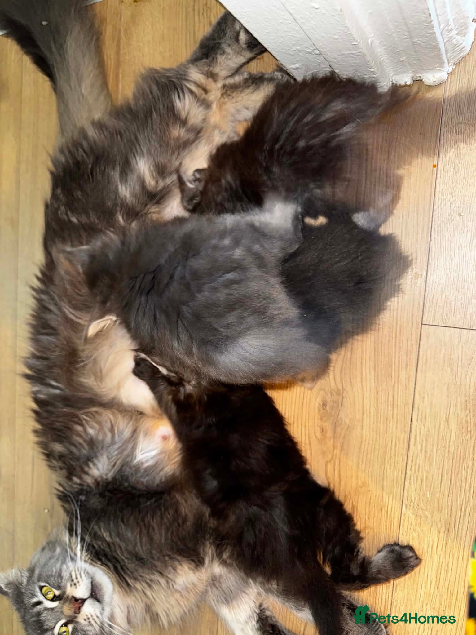 Maine Coon cats GCCF/TICA Blue/Black Maine Coon Kittens - Advert 2