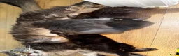 Maine Coon cats for sale: GCCF/TICA Blue/Black Maine Coon Kittens - Advert 2