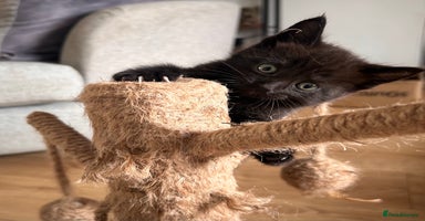 Maine Coon cats - Advert 14