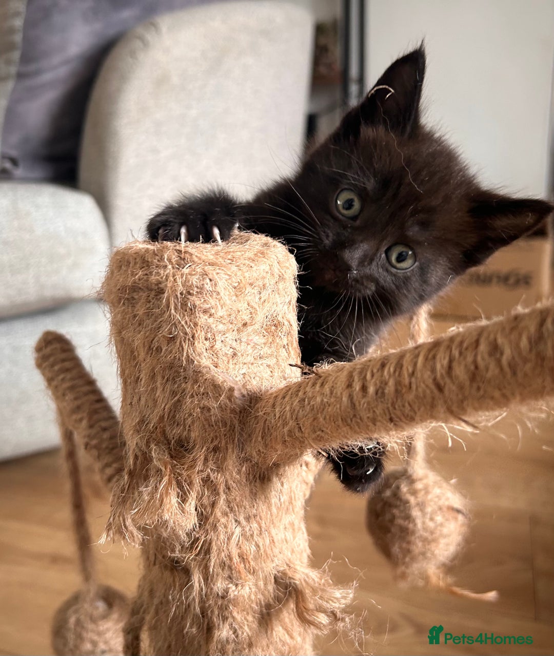 Maine Coon cats for sale: Beautiful big Maine coon x BSH kittens - Image 1