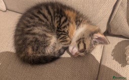 Mixed Breed cats for sale: Mixed Breed Kittens  - Image 4