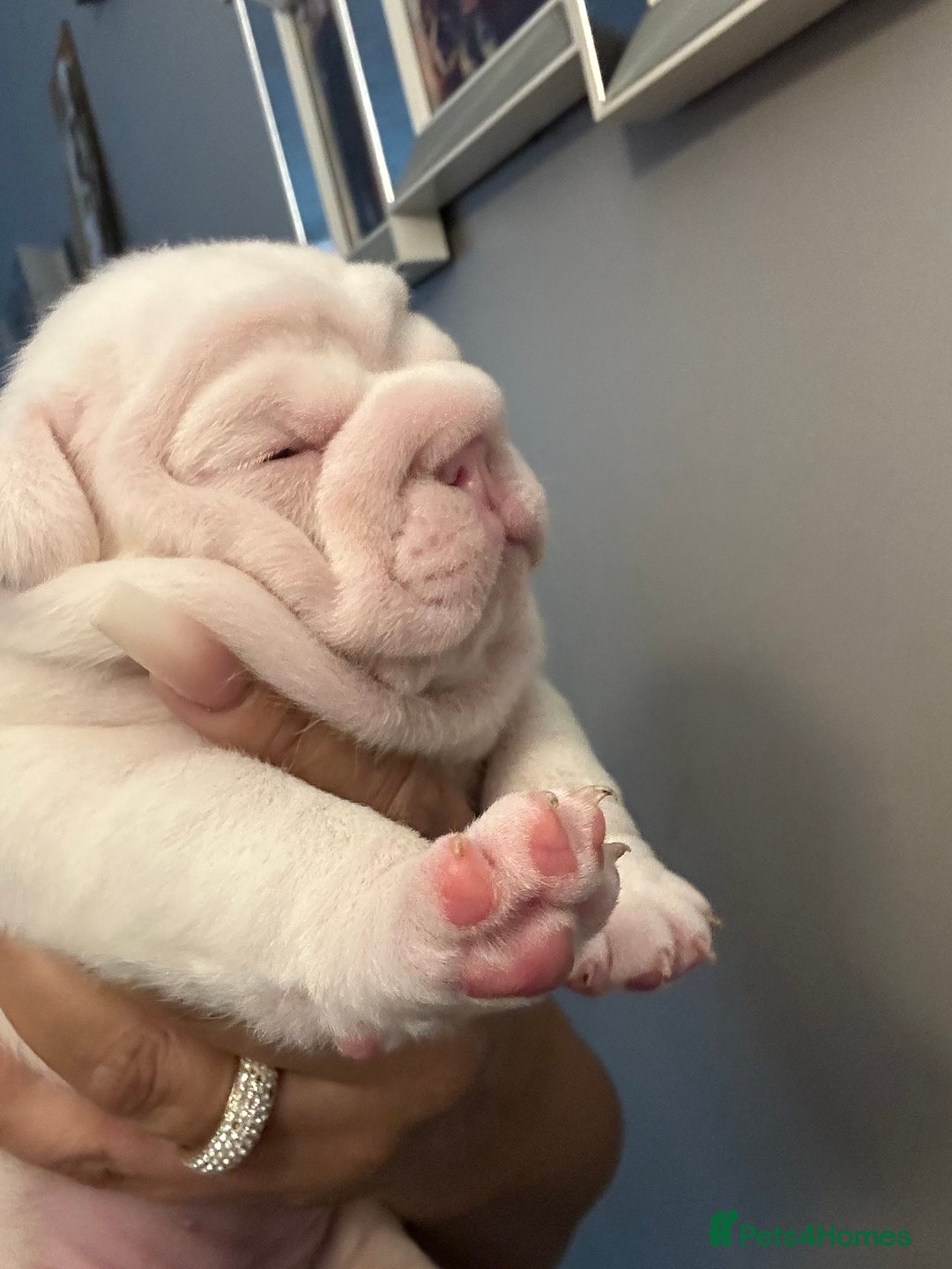 English Bulldog dogs for sale: Last Female English bulldog puppy  - Advert 13