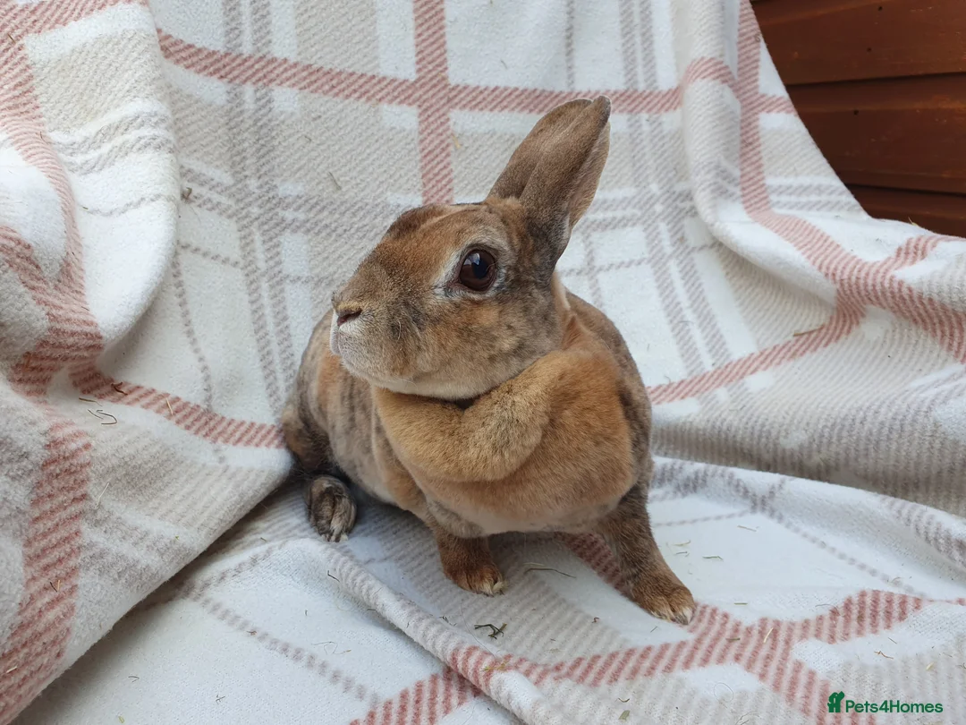 Mini Lop rabbits for sale: Spayed/neutered rabbits for adoption VAC rhd2 - Advert 3
