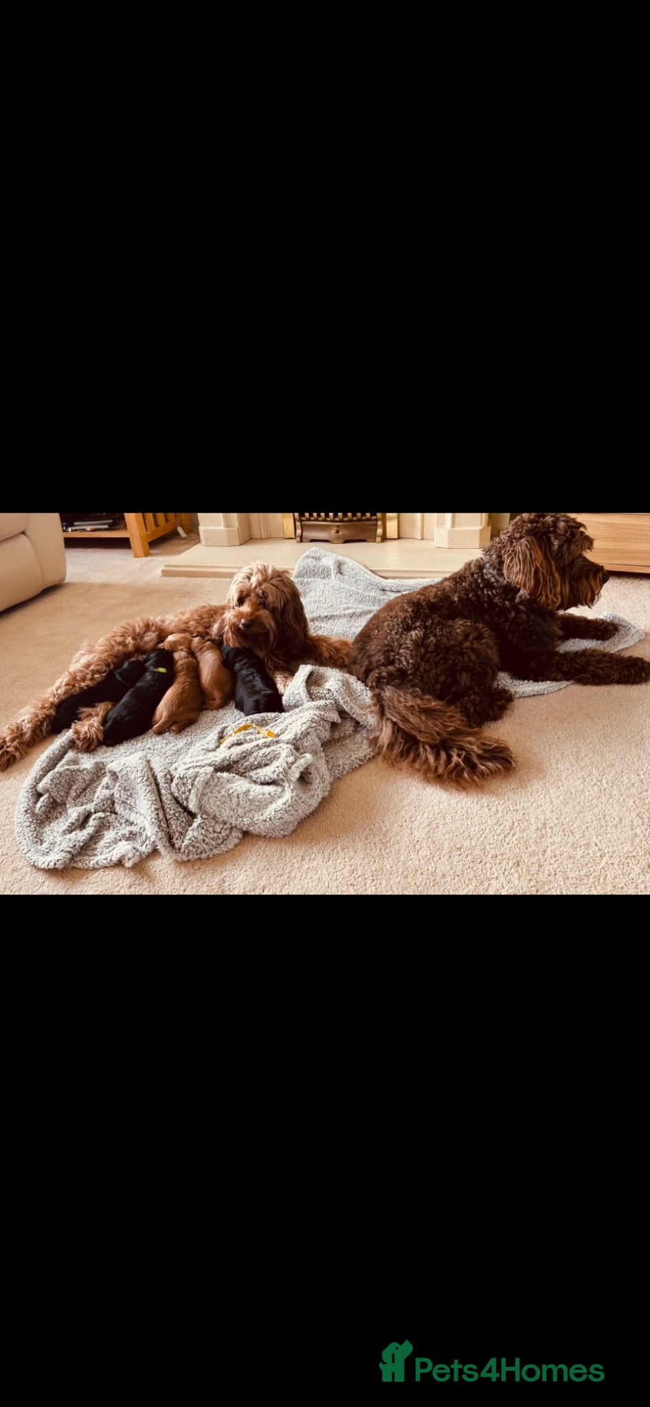 Australian Labradoodle dogs Multigenerational Australian Labradoodle puppies  - Advert 2