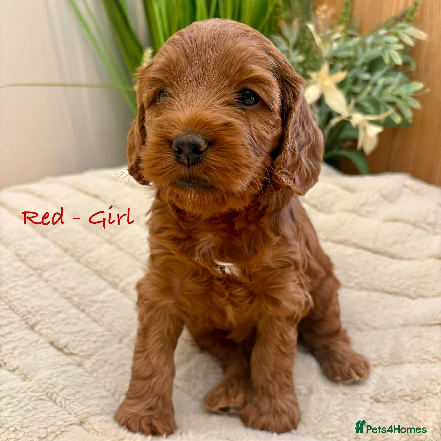 Cockapoo dogs Beautiful F2 Cockapoo Puppies  - Advert 11