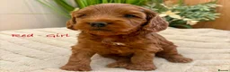 Cockapoo dogs for sale: Beautiful F2 Cockapoo Puppies  - Advert 1