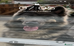 German Shepherd dogs for stud: Blue kc gsd stud  in Oldham - Image 11
