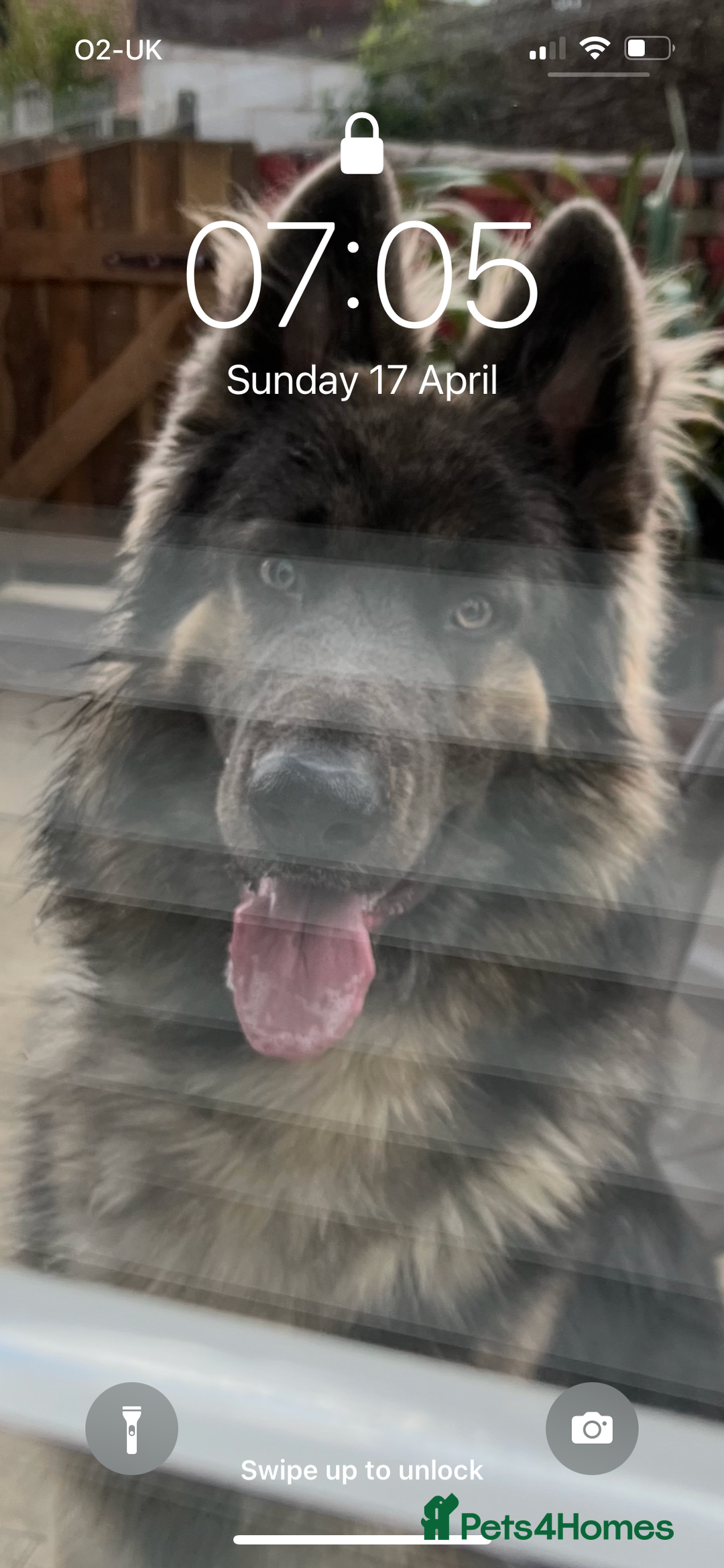 German Shepherd dogs for stud: Blue kc gsd stud  in Oldham - Image 11