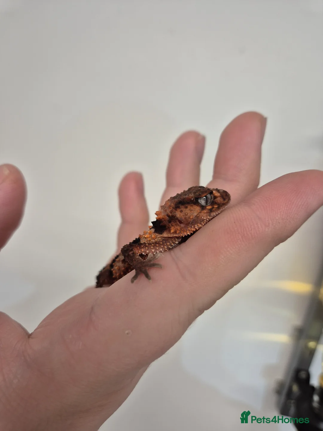 Gecko reptiles for sale: 2x knob tailed geckos for sale - Advert 5