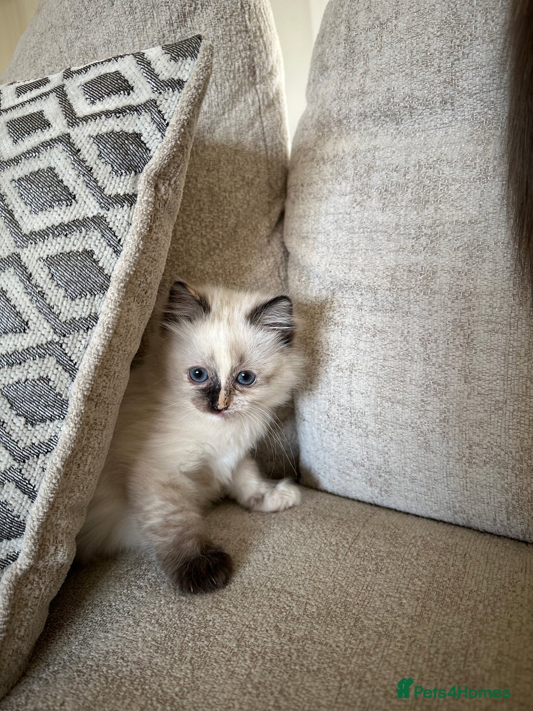 Ragdoll cats for sale: Beautifully marked tortie ragdoll kitten - Image 4
