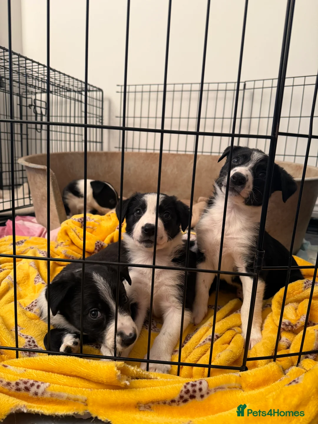 Border Collie dogs for sale: Border Collie Puppies - Advert 6