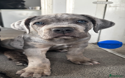 Mixed Breed dogs for sale: HUGE “TRI” MERLE CANE CORSO PUPPIES FOR SALE - Image 2