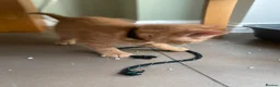 Mixed Breed cats for sale: Beautiful characterful kittens for sale. - Advert 3