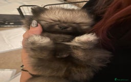 Pomeranian dogs for sale: 5⭐️ 🏆 champion bloodline Pomeranians  - Image 5