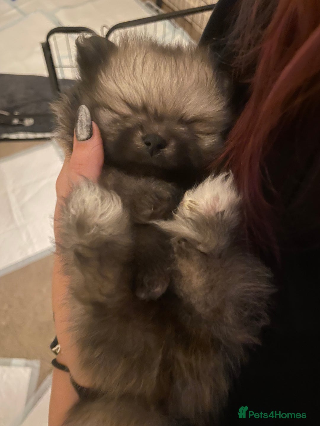 Pomeranian dogs for sale: 5⭐️ 🏆 champion bloodline Pomeranians  - Image 5
