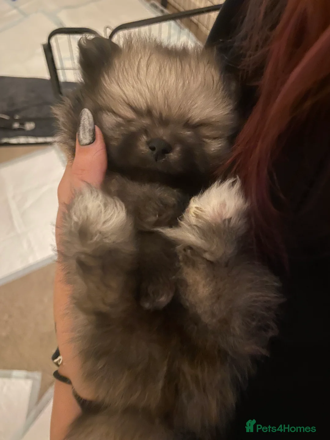 Pomeranian dogs for sale: 5 Generation champion Russian bloodline - Advert 9