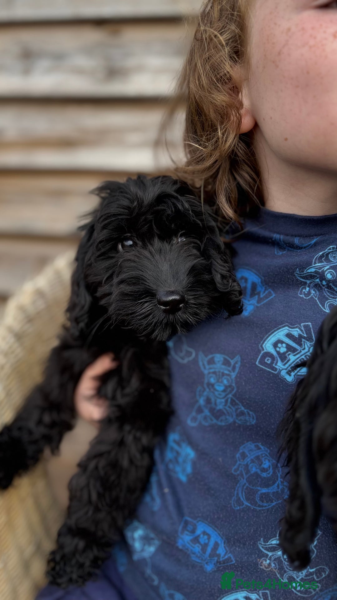 Cockapoo dogs for sale: 🐾 Cockerpoo puppies for sale 🐾  - Image 9