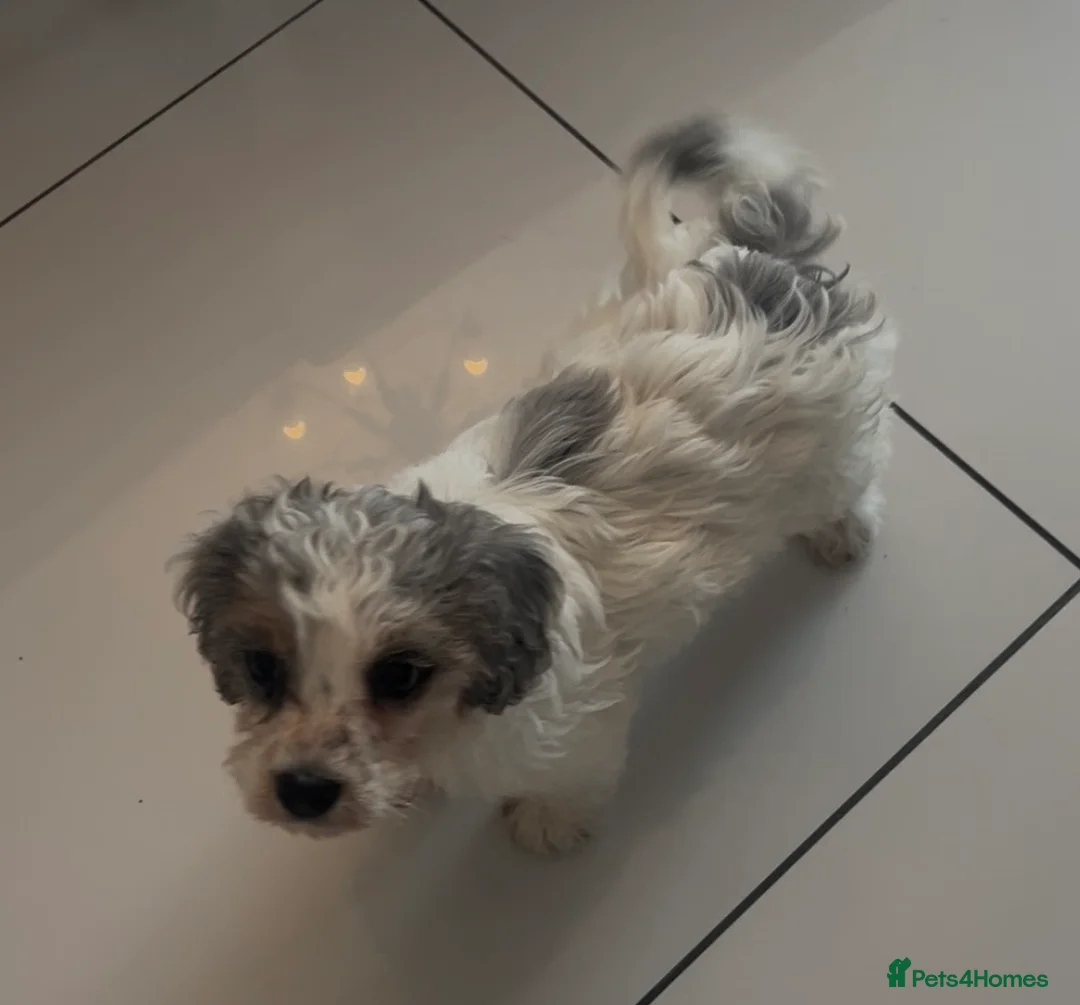 Cavapoo dogs for sale: Rare Merle female puppy - Advert 4