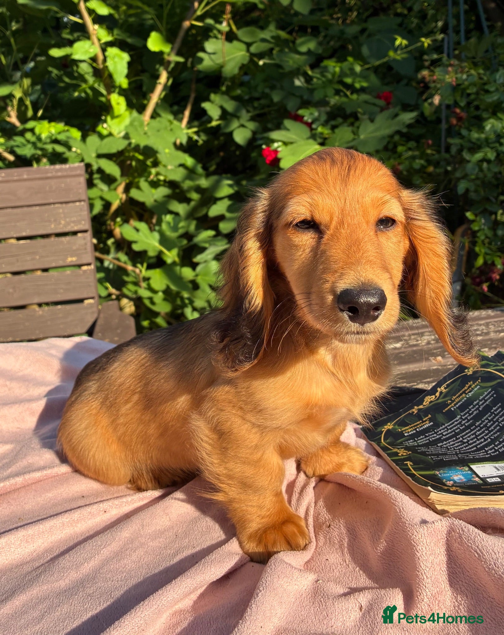 Miniature Dachshund dogs GORGEOUS KC reg PRA CLEAR MINI DACHSHUND PUPPIES - Advert 2