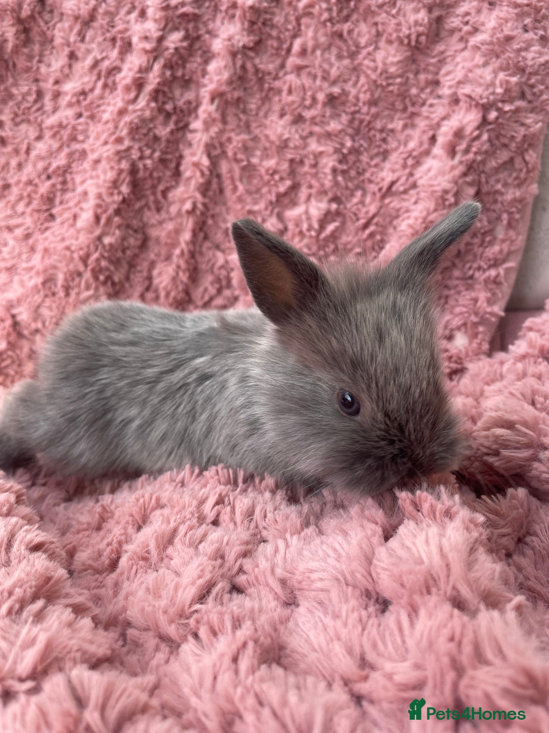 Lionhead rabbits for sale: Lionhead bunnies - Image 3