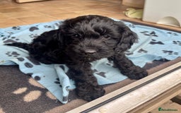 Cockapoo dogs for sale: F1 Miniature Phantom Cockapoos  READY NOW  in Chulmleigh - Image 16