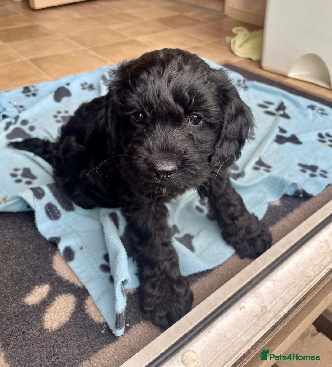 Cockapoo dogs for sale: F1 Miniature Phantom Cockapoos  READY NOW  in Chulmleigh - Image 16
