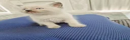 Ragdoll cats for sale: Bluepoint ragdoll kittens - Advert 13
