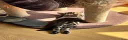 Mixed Breed cats for sale: Chilli and Rambo - Advert 4