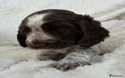 Cocker Spaniel dogs for sale: Chocolate roan show type cocker spaniels - Image 12