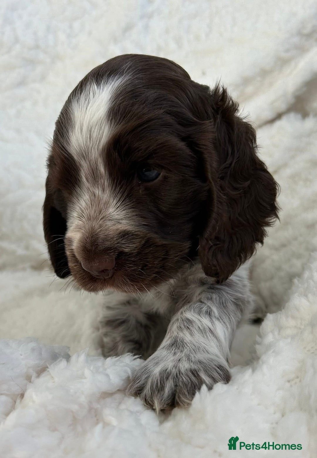 Cocker Spaniel dogs for sale: Chocolate roan show type cocker spaniels - Image 12